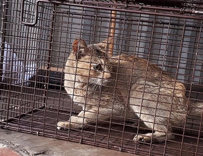 Trapped in crate shipped from China: Hungry, resourceful cat found in B.C. | iNFOnews.ca