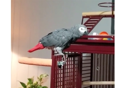 TRENDING NOW: Cranky bird doesn't like Sinatra | iNFOnews.ca