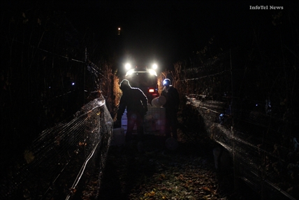 Pickers scour ice wine fields thanks to cold snap | iNFOnews.ca