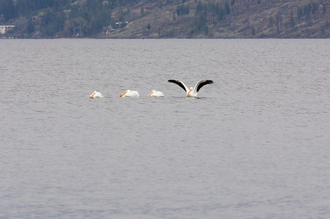 Pelicans on Okanagan Lake woke up just in time for their photo shoot | iNFOnews.ca Pelicans on Okanagan Lake woke up just in time for their photo shoot | iNFOnews.ca