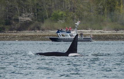 Killer whales spotted in Vancouver harbour searching out seals: Ocean Wise | iNFOnews.ca