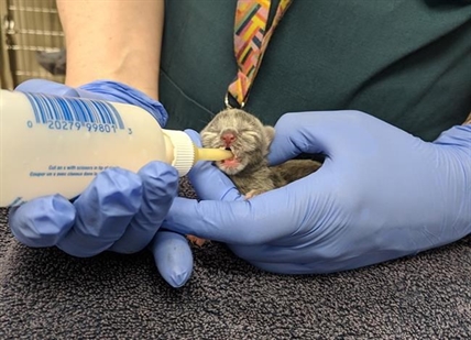 BC SPCA searches for person who left day-old kittens in Vancouver dumpster | iNFOnews.ca