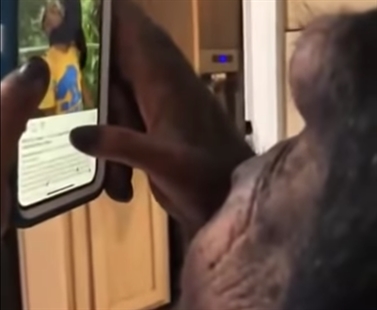 TRENDING NOW: Just a chimpanzee checking his Instagram | iNFOnews.ca TRENDING NOW: Just a chimpanzee checking his Instagram | iNFOnews.ca