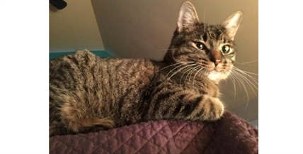 Looking for forever home; Vernon SPCA pet of the week | iNFOnews.ca