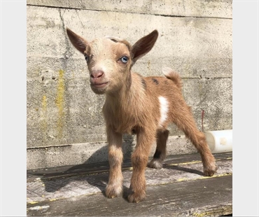 Baby goat stolen during snuggle event at Vancouver Island farm | iNFOnews.ca Baby goat stolen during snuggle event at Vancouver Island farm | iNFOnews.ca