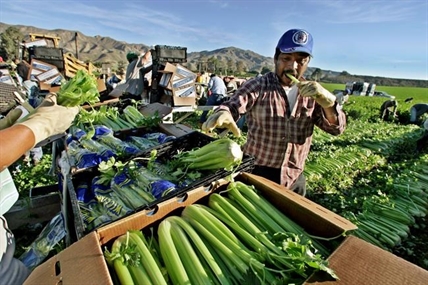 Cost of celery spikes amid juice benefit claims, poor weather conditions | iNFOnews.ca