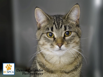 Looking for a forever home, Vernon SPCA pet of the week | iNFOnews.ca Looking for a forever home, Vernon SPCA pet of the week | iNFOnews.ca