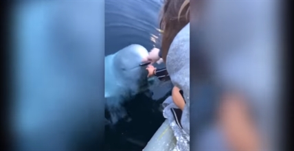 TRENDING NOW: Whale saves cellphone | iNFOnews.ca