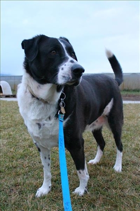 Looking for a forever home, Kelowna SPCA pet of the week | iNFOnews.ca Looking for a forever home, Kelowna SPCA pet of the week | iNFOnews.ca