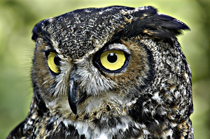 Could owls have the answer for stealthy aircraft? Engineer researchers think so | iNFOnews.ca