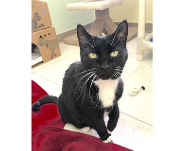 Looking for forever home; Vernon SPCA pet of the week | iNFOnews.ca