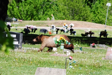 Bear makes Sunday afternoon appearance in Vernon cemetery | iNFOnews.ca Bear makes Sunday afternoon appearance in Vernon cemetery | iNFOnews.ca