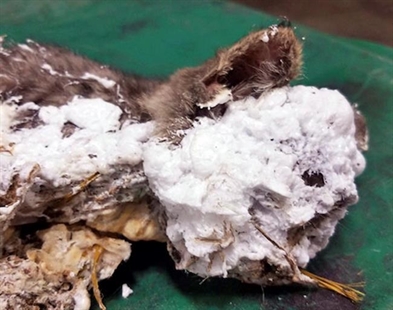 Spray foam-encased kitten rescued by Oregon garbage worker | iNFOnews.ca