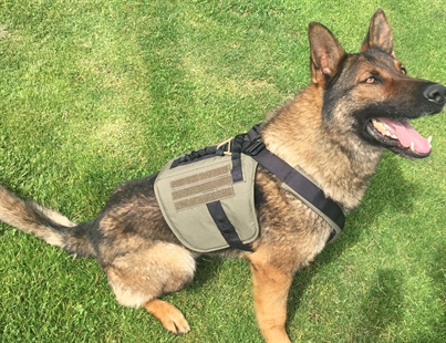 Police K9 tracks man fleeing from stolen vehicle crash in Kelowna | iNFOnews.ca