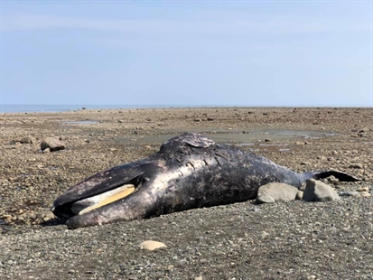 Fifth grey whale found dead on B.C. coast, DFO studying link with U.S. deaths | iNFOnews.ca