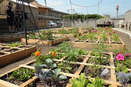 Square-foot gardens helping former shelter residents feed the 'soul' | iNFOnews.ca