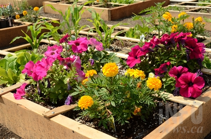 Square-foot gardens helping former shelter residents feed the 'soul' | iNFOnews.ca