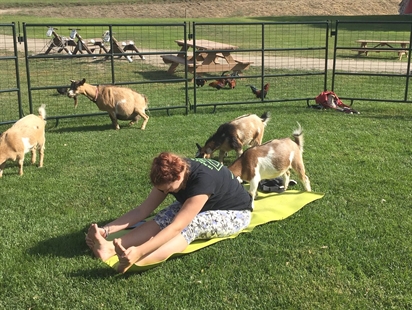 You have to be kidding; goat yoga is a thing in Vernon | iNFOnews.ca You have to be kidding; goat yoga is a thing in Vernon | iNFOnews.ca