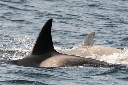 Rare white young killer whale swimming off the B.C. coast | iNFOnews.ca Rare white young killer whale swimming off the B.C. coast | iNFOnews.ca