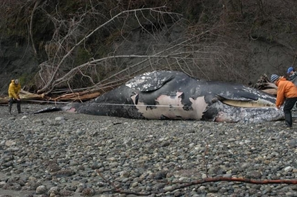 'Unusual mortality event' declared as grey whales appear on West Coast beaches | iNFOnews.ca