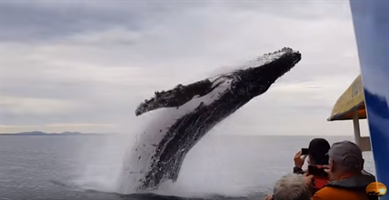 TRENDING NOW: Surprise whale jump | iNFOnews.ca