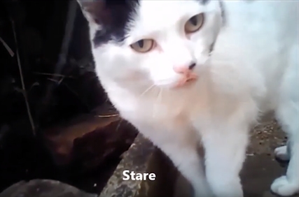 TRENDING NOW: The secret life of cats revealed | iNFOnews.ca