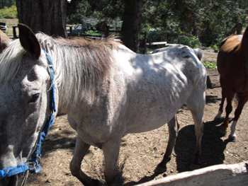 SPCA removes 14 neglected horses | iNFOnews.ca