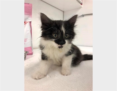Kitten survives in zipped shaving bag found in Victoria trash can | iNFOnews.ca
