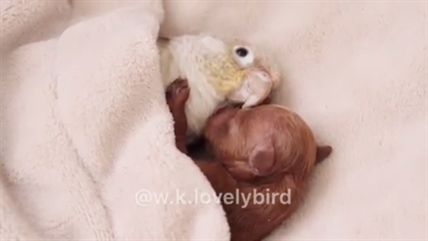 TRENDING NOW: Bird snuggles right in with puppy friend | iNFOnews.ca