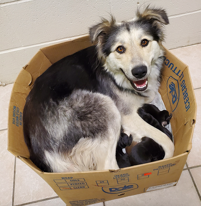 Homes will be needed for puppies abandoned at B.C. Interior dump | iNFOnews.ca Homes will be needed for puppies abandoned at B.C. Interior dump | iNFOnews.ca