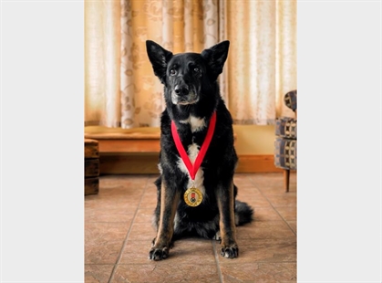Dog who saved owner from bear among 3 rescues inducted into hall of fame | iNFOnews.ca Dog who saved owner from bear among 3 rescues inducted into hall of fame | iNFOnews.ca