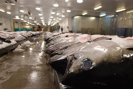 'Pretty consistent:' Study says animal abundance in seas drops as climate warms | iNFOnews.ca 'Pretty consistent:' Study says animal abundance in seas drops as climate warms | iNFOnews.ca