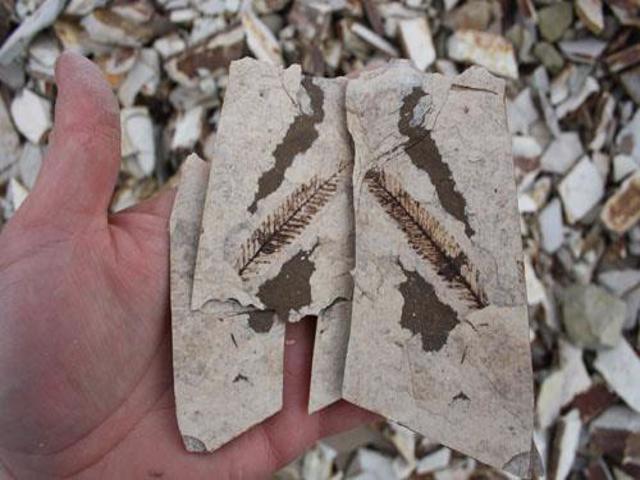 Diverse fossil site near Kamloops reopens to the public after 7 year hiatus | iNFOnews.ca