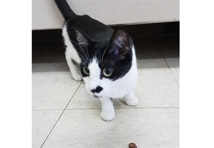 Looking for forever home; Vernon SPCA pet of the week | iNFOnews.ca