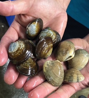 THOMPSON: My family's fanatical love of oysters | iNFOnews.ca