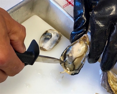 B.C. oysters recalled due to norovirus | iNFOnews.ca