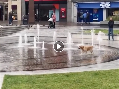 TRENDING NOW: Check out the happiest dog you'll see today | iNFOnews.ca TRENDING NOW: Check out the happiest dog you'll see today | iNFOnews.ca