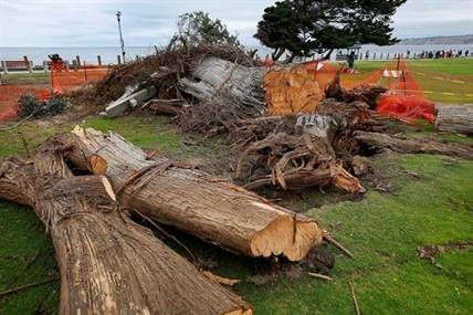 Tree that some say inspired Dr. Seuss' 'The Lorax' topples | iNFOnews.ca Tree that some say inspired Dr. Seuss' 'The Lorax' topples | iNFOnews.ca