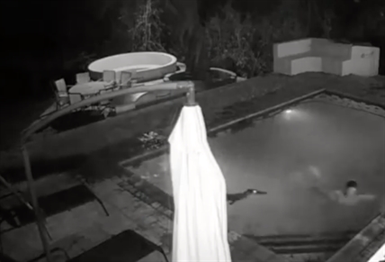 TRENDING NOW: Excuse me, there's a gator in your pool | iNFOnews.ca
