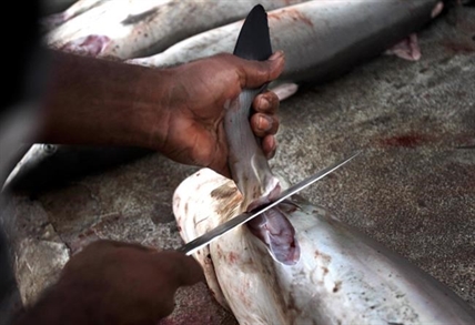 Inhumane practice of carving fins off live sharks to become illegal in Canada | iNFOnews.ca