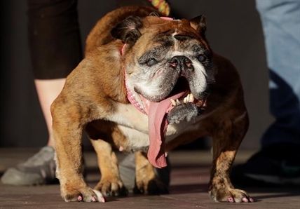 Things going to dogs at ugly canine competition | iNFOnews.ca