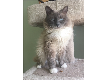 Looking for forever home; Vernon SPCA pet of the week | iNFOnews.ca