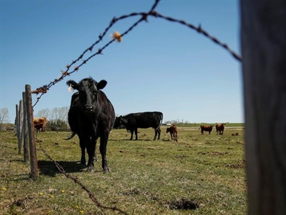 China asks for suspension of Canadian meat, citing forged certificates | iNFOnews.ca