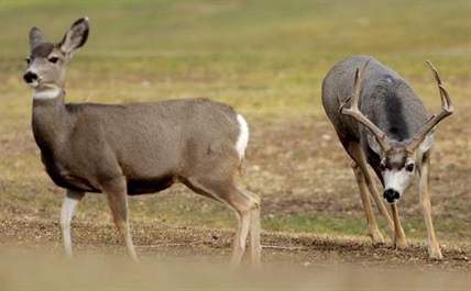 'Pool of bad options:' No charges for Alberta police officer who ran over injured deer | iNFOnews.ca 'Pool of bad options:' No charges for Alberta police officer who ran over injured deer | iNFOnews.ca