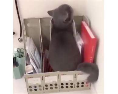 TRENDING NOW: Adorable kitty tries to hide from vet | iNFOnews.ca