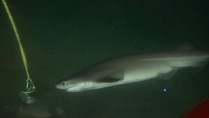 Rare juvenile sixgill shark sighting off Vancouver is good news for population | iNFOnews.ca Rare juvenile sixgill shark sighting off Vancouver is good news for population | iNFOnews.ca