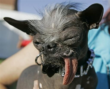 Canine crowned world's ugliest dog in 2007 dies | iNFOnews.ca Canine crowned world's ugliest dog in 2007 dies | iNFOnews.ca
