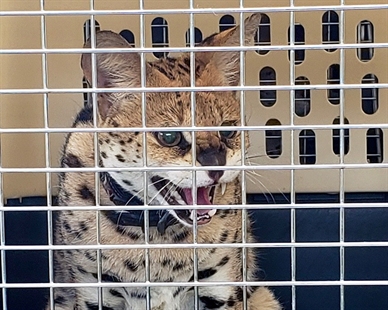 Exotic cats kept in dark, dirty trailers seized from B.C. breeder | iNFOnews.ca