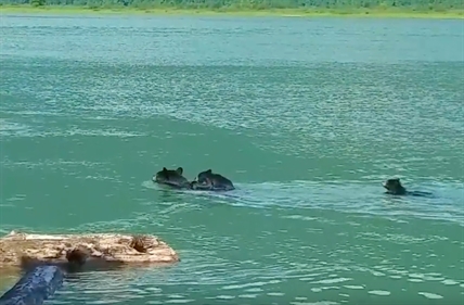 TRENDING NOW: Momma bear saves baby bear from drowning | iNFOnews.ca