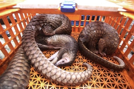 Canadian wildlife enforcement blitz nets black-bear parts, African anteaters | iNFOnews.ca Canadian wildlife enforcement blitz nets black-bear parts, African anteaters | iNFOnews.ca